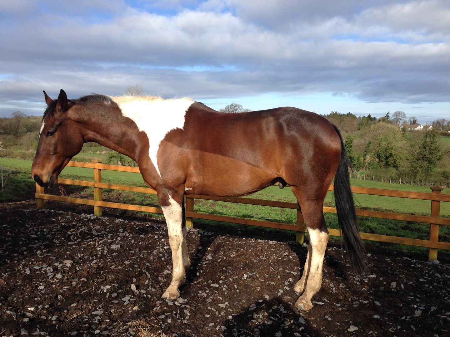 Best surface for allweather turnout Horse and Hound Forum